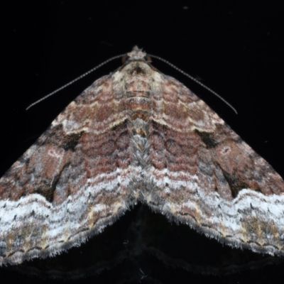 Epyaxa subidaria (Subidaria Moth) at Ainslie, ACT - 24 May 2021 by jbromilow50