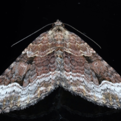 Epyaxa subidaria (Subidaria Moth) at Ainslie, ACT - 24 May 2021 by jb2602