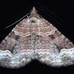 Epyaxa subidaria at Ainslie, ACT - 24 May 2021