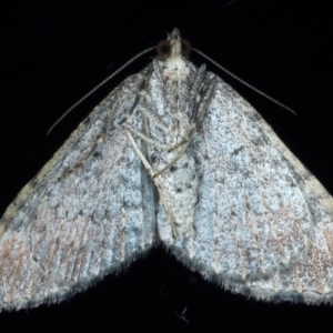 Epyaxa subidaria at Ainslie, ACT - 24 May 2021