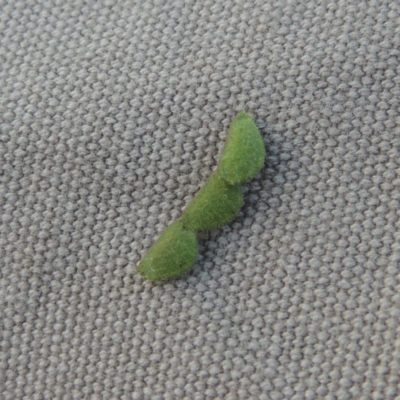 Grona varians (Slender Tick-Trefoil) at Conder, ACT - 30 Mar 2021 by michaelb