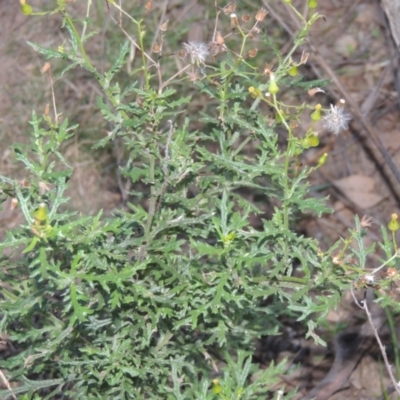 Senecio bathurstianus (Rough Fireweed) at Conder, ACT - 30 Mar 2021 by michaelb