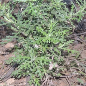 Senecio bathurstianus at Conder, ACT - 30 Mar 2021 07:53 PM