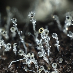 Pilobolus crystallinus at Bruce Ridge - 5 Jun 2021 by Heino1
