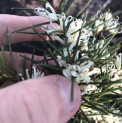 Hakea decurrens (Bushy Needlewood) at Downer, ACT - 31 May 2021 by Tapirlord