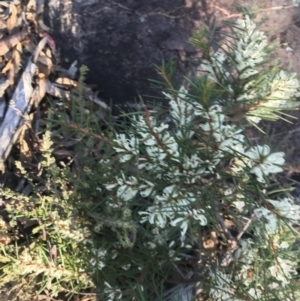 Hakea decurrens at Downer, ACT - 31 May 2021