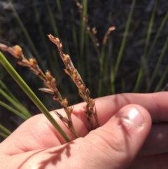 Lepidosperma laterale (Variable Sword Sedge) at Acton, ACT - 31 May 2021 by Tapirlord