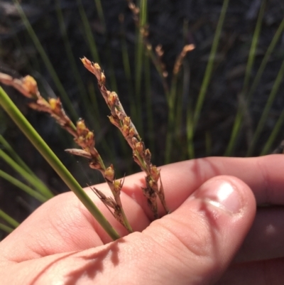 Lepidosperma laterale (Variable Sword Sedge) at Black Mountain - 30 May 2021 by Tapirlord