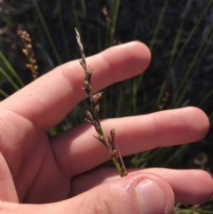 Lepidosperma laterale at Acton, ACT - 31 May 2021 09:38 AM