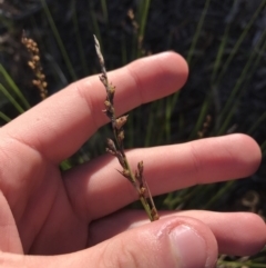 Lepidosperma laterale at Acton, ACT - 31 May 2021