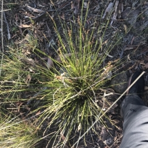 Lepidosperma laterale at Acton, ACT - 31 May 2021