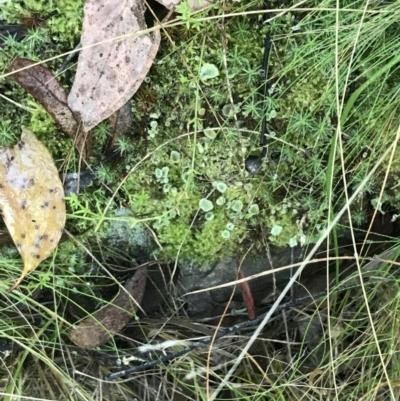 Cladonia sp. (genus) (Cup Lichen) at Black Mountain - 30 May 2021 by Tapirlord