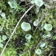 Cladonia sp. (genus) at Acton, ACT - 31 May 2021