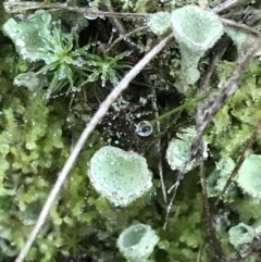 Cladonia sp. (genus) at Acton, ACT - 31 May 2021