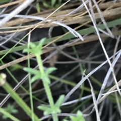 Galium gaudichaudii subsp. gaudichaudii (Rough Bedstraw) at Black Mountain - 30 May 2021 by Tapirlord