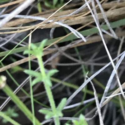 Galium gaudichaudii subsp. gaudichaudii (Rough Bedstraw) at Acton, ACT - 30 May 2021 by Tapirlord