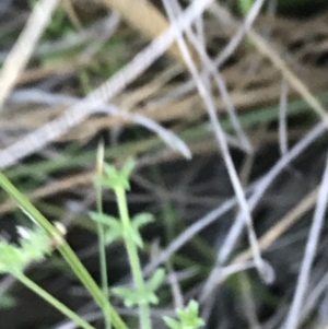 Galium gaudichaudii subsp. gaudichaudii at Acton, ACT - 31 May 2021