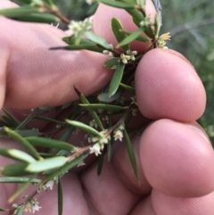 Monotoca scoparia (Broom Heath) at Black Mountain - 31 May 2021 by Tapirlord