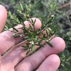 Monotoca scoparia at Downer, ACT - 31 May 2021