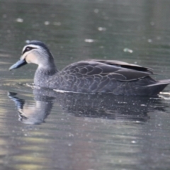 Anas superciliosa (Pacific Black Duck) at Springdale Heights, NSW - 7 Jun 2021 by PaulF