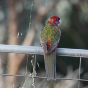 Platycercus elegans at Springdale Heights, NSW - 5 Jun 2021