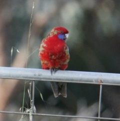 Platycercus elegans at Springdale Heights, NSW - 5 Jun 2021