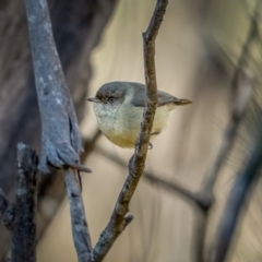 Acanthiza reguloides (Buff-rumped Thornbill) at Larbert, NSW - 5 Jun 2021 by trevsci