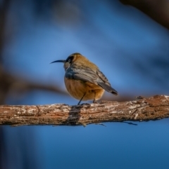 Acanthorhynchus tenuirostris (Eastern Spinebill) at QPRC LGA - 5 Jun 2021 by trevsci