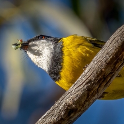 Pachycephala pectoralis (Golden Whistler) at Durran Durra, NSW - 5 Jun 2021 by trevsci