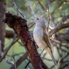 Colluricincla harmonica (Grey Shrikethrush) at Nadgigomar Nature Reserve - 5 Jun 2021 by trevsci