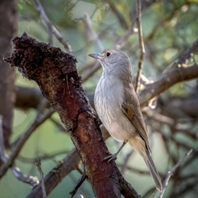 Colluricincla harmonica (Grey Shrikethrush) at Nadgigomar Nature Reserve - 5 Jun 2021 by trevsci