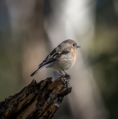 Petroica boodang (Scarlet Robin) at Nadgigomar Nature Reserve - 5 Jun 2021 by trevsci