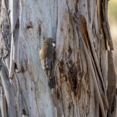 Cormobates leucophaea (White-throated Treecreeper) at Larbert, NSW - 5 Jun 2021 by trevsci