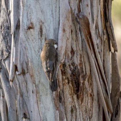 Cormobates leucophaea (White-throated Treecreeper) at Nadgigomar Nature Reserve - 5 Jun 2021 by trevsci