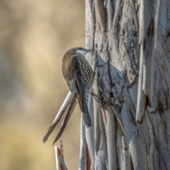 Cormobates leucophaea at Larbert, NSW - 5 Jun 2021 10:45 AM