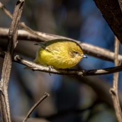 Acanthiza nana (Yellow Thornbill) at Nadgigomar Nature Reserve - 5 Jun 2021 by trevsci