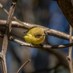 Acanthiza nana at Larbert, NSW - 5 Jun 2021