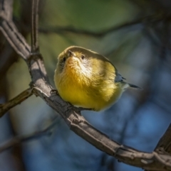 Acanthiza nana at Larbert, NSW - 5 Jun 2021