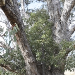 Brachychiton populneus subsp. populneus (Kurrajong) at Theodore, ACT - 28 Apr 2021 by AlisonMilton