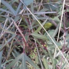 Brachychiton populneus subsp. populneus at Theodore, ACT - 28 Apr 2021
