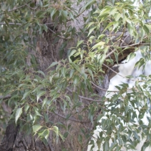 Brachychiton populneus subsp. populneus at Theodore, ACT - 28 Apr 2021