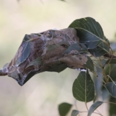 Dichocrocis clytusalis (Kurrajong Leaf-tier, Kurrajong Bag Moth) at Tuggeranong Hill - 28 Apr 2021 by AlisonMilton