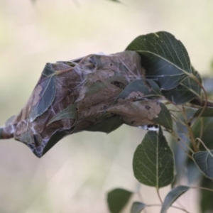 Dichocrocis clytusalis at Theodore, ACT - 28 Apr 2021