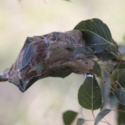 Dichocrocis clytusalis (Kurrajong Leaf-tier, Kurrajong Bag Moth) at Theodore, ACT - 28 Apr 2021 by AlisonMilton