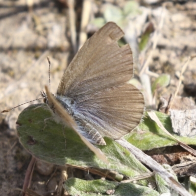 Zizina otis (Common Grass-Blue) at Theodore, ACT - 28 Apr 2021 by AlisonMilton