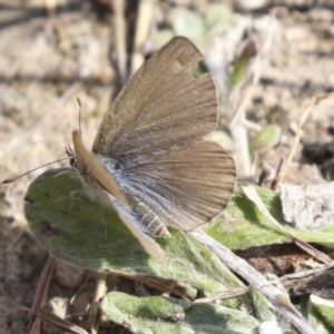 Zizina otis at Theodore, ACT - 28 Apr 2021 11:53 AM