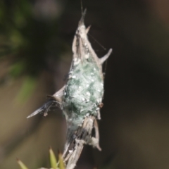 Unidentified Spider (Araneae) at Theodore, ACT - 28 Apr 2021 by AlisonMilton