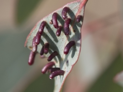 Apiomorpha sp. (genus) (A gall forming scale) at Theodore, ACT - 28 Apr 2021 by AlisonMilton