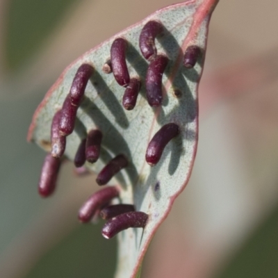 Apiomorpha sp. (genus) (A gall forming scale) at Theodore, ACT - 28 Apr 2021 by AlisonMilton