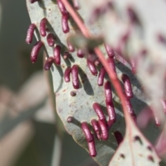 Apiomorpha sp. (genus) at Theodore, ACT - 28 Apr 2021